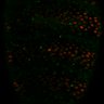 Thumbnail for dataset Fig2E_LEC_ERKsignal_Rab5active