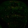 Thumbnail for dataset Fig2D_LEC_ERKsignal_temp_shiTS