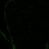 Thumbnail for dataset Fig3CD_LEC_ERKsignal_rhgRNAi