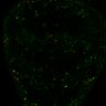 Thumbnail for dataset Fig4C_LEC_ERKsignal_egfrRNAi