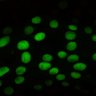 Thumbnail for dataset Fig5B_OptoDRONC_ctrl