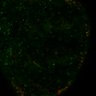 Thumbnail for dataset Fig7AB_LEC_ERKsignal_veinRNAi