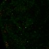Thumbnail for dataset FigS6A_LEC_ERKsignal_gurkenRNAi