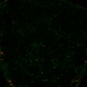 Thumbnail for dataset FigS6A_LEC_ERKsignal_KerenRNAi