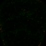 Thumbnail for dataset FigS6A_LEC_ERKsignal_spitzRNAi