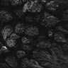 Thumbnail for dataset Fig1D_anterior1_300_1