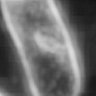 Thumbnail for dataset Fig7_vs_alive