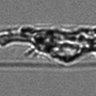 Thumbnail for dataset Fig7_bf_dead