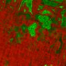 Thumbnail for dataset Fig3c_8cm_DAR_GFP