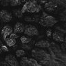 Thumbnail for dataset Fig1D_anterior1_300_4