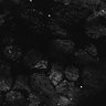 Thumbnail for Fig1D_anterior2_300_2