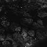 Thumbnail for dataset Fig1D_anterior2_300_3