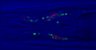 Thumbnail for dataset 140911_DiR_x3_worm2