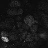 Thumbnail for Fig1D_anterior3_300_4