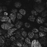 Thumbnail for Fig1D_posterior1_50_2