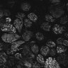 Thumbnail for Fig1D_posterior1_50_3