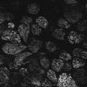 Thumbnail for Fig1D_posterior1_100_2