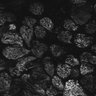 Thumbnail for dataset Fig1D_posterior1_200_2