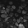 Thumbnail for dataset Fig1D_posterior1_300_1