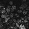 Thumbnail for dataset Fig1D_posterior1_300_2