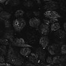Thumbnail for Fig1D_posterior2_50_1