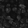 Thumbnail for dataset Fig1D_posterior2_50_3