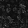 Thumbnail for dataset Fig1D_posterior2_100_2