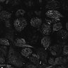 Thumbnail for dataset Fig1D_posterior2_200_1