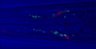 Thumbnail for dataset 140911_DiR_x9_worm3