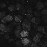 Thumbnail for dataset Fig1D_posterior3_50_1