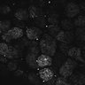 Thumbnail for Fig1D_posterior3_50_2