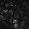 Thumbnail for dataset Fig1D_posterior3_50_4