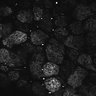Thumbnail for Fig1D_posterior3_200_2