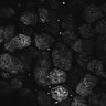 Thumbnail for dataset Fig1D_posterior3_300_1