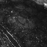 Thumbnail for dataset Fig1E_anterior2_50_1