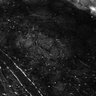 Thumbnail for Fig1E_anterior2_300_3