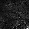 Thumbnail for dataset Fig1E_anterior3_50_3