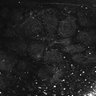 Thumbnail for dataset Fig1E_anterior3_100_2