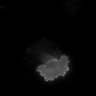 Thumbnail for dataset Cdc42