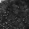 Thumbnail for dataset Fig1E_posterior1_50_2