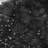 Thumbnail for dataset Fig1E_posterior1_50_4