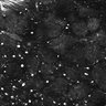 Thumbnail for dataset Fig1E_posterior1_300_1