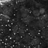 Thumbnail for dataset Fig1E_posterior1_300_2
