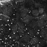 Thumbnail for Fig1E_posterior1_300_3
