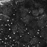 Thumbnail for dataset Fig1E_posterior1_300_4