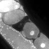 Thumbnail for Fig1D_DMRE_110120-1