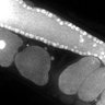 Thumbnail for dataset Fig1D_DMRE_110120-3