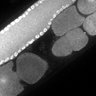 Thumbnail for dataset Fig1D_DMRE_110124-1