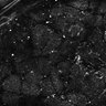Thumbnail for dataset Fig2D_timecontroller_51