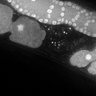 Thumbnail for dataset Fig1D_DMRE_111115-1